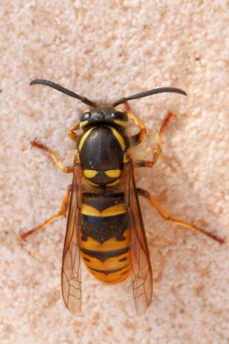 Réf. 295 014 : Vespula vulgaris